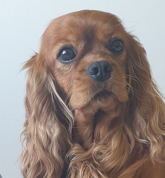 Les Cavalier King Charles Spaniel de l'affixe Des Petits Charlots