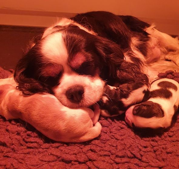 chiot Cavalier King Charles Spaniel Des Petits Charlots