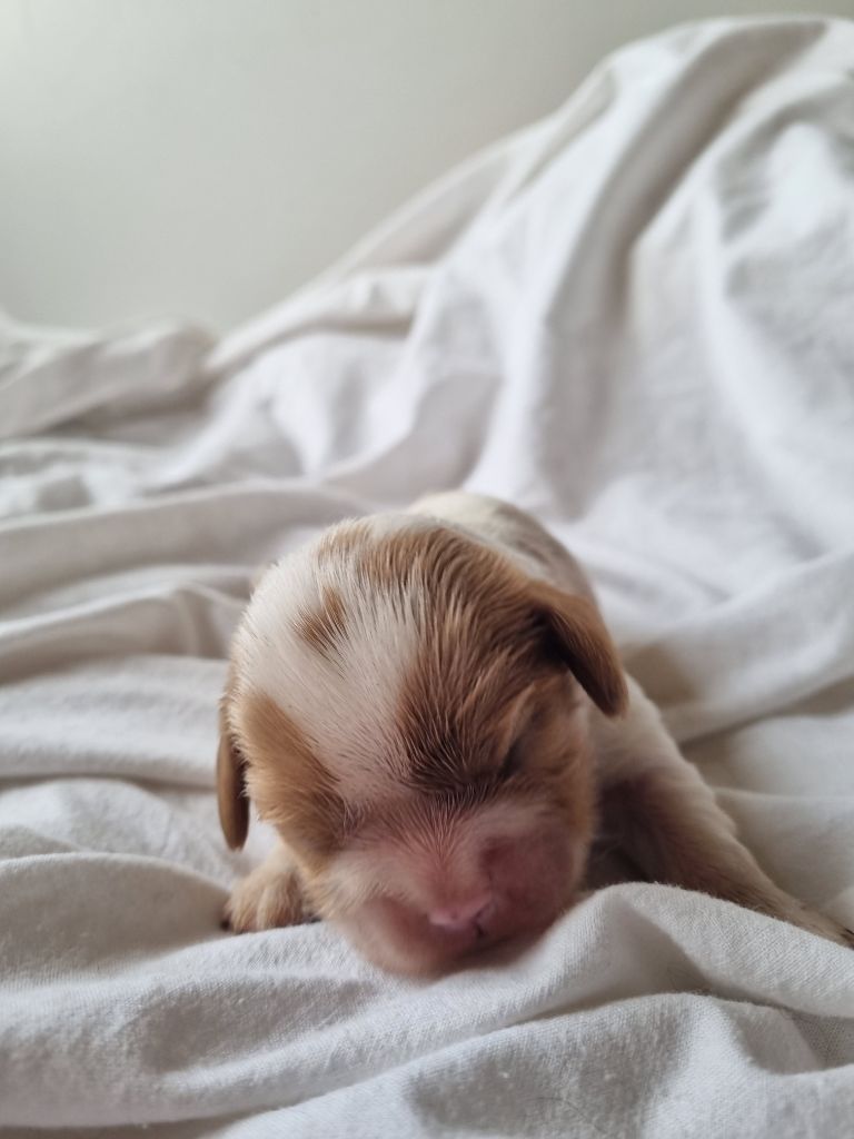 Des Petits Charlots - Chiot disponible  - Cavalier King Charles Spaniel