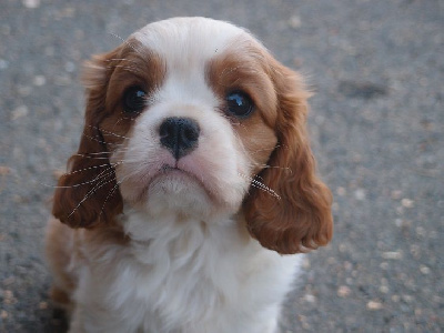 TEDDY M des Petits Charlots 