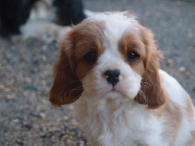 TOBY M DES PETITS CHARLOTS