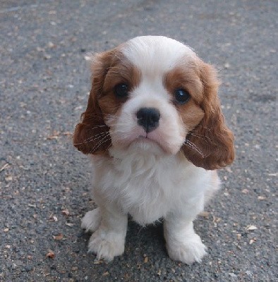 TEDDY M des Petits Charlots 