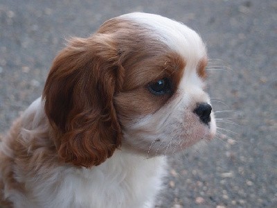 TEDDY M des Petits Charlots 