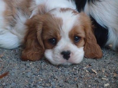 TOBY M DES PETITS CHARLOTS