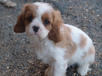 TOBY M DES PETITS CHARLOTS