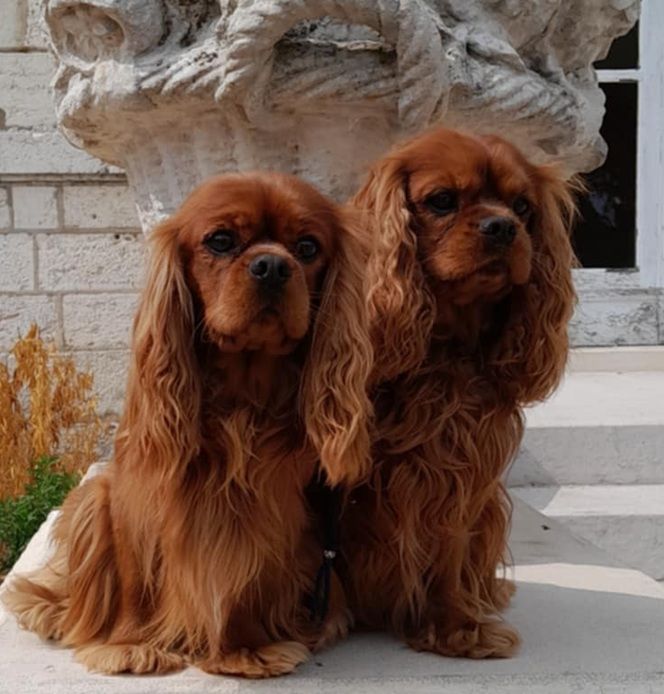 Des Petits Charlots - Mes rubys Champions de Bosnie et du Montenegro