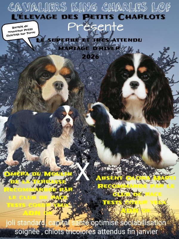 Bientôt de nouveaux Petits Charlots sur Terre