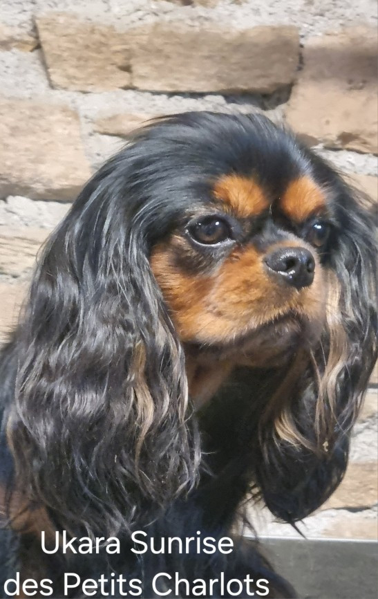 bientôt de nouveaux petits charlos sur Terre