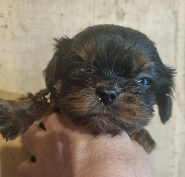 2 nouveaux Petits Charlots sur Terre