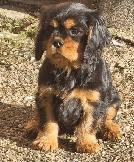 Des Petits Charlots - Chiots disponibles - Cavalier King Charles Spaniel