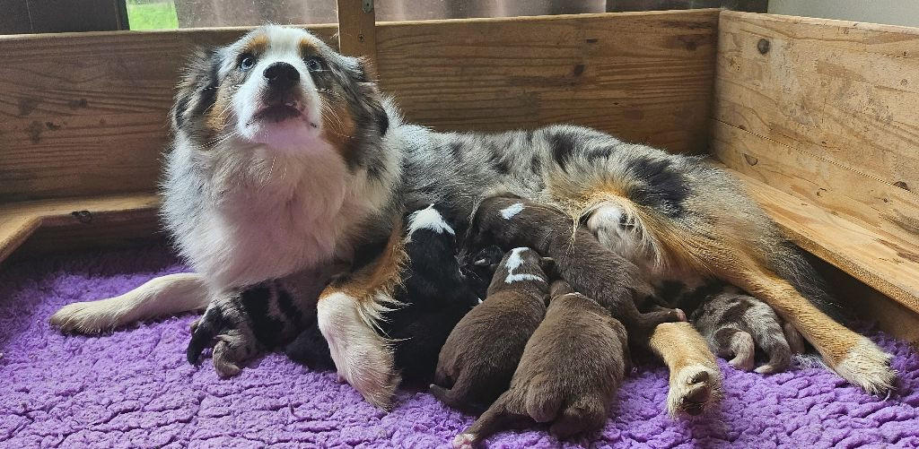 Chiot Berger Américain Miniature  Des Petits Charlots