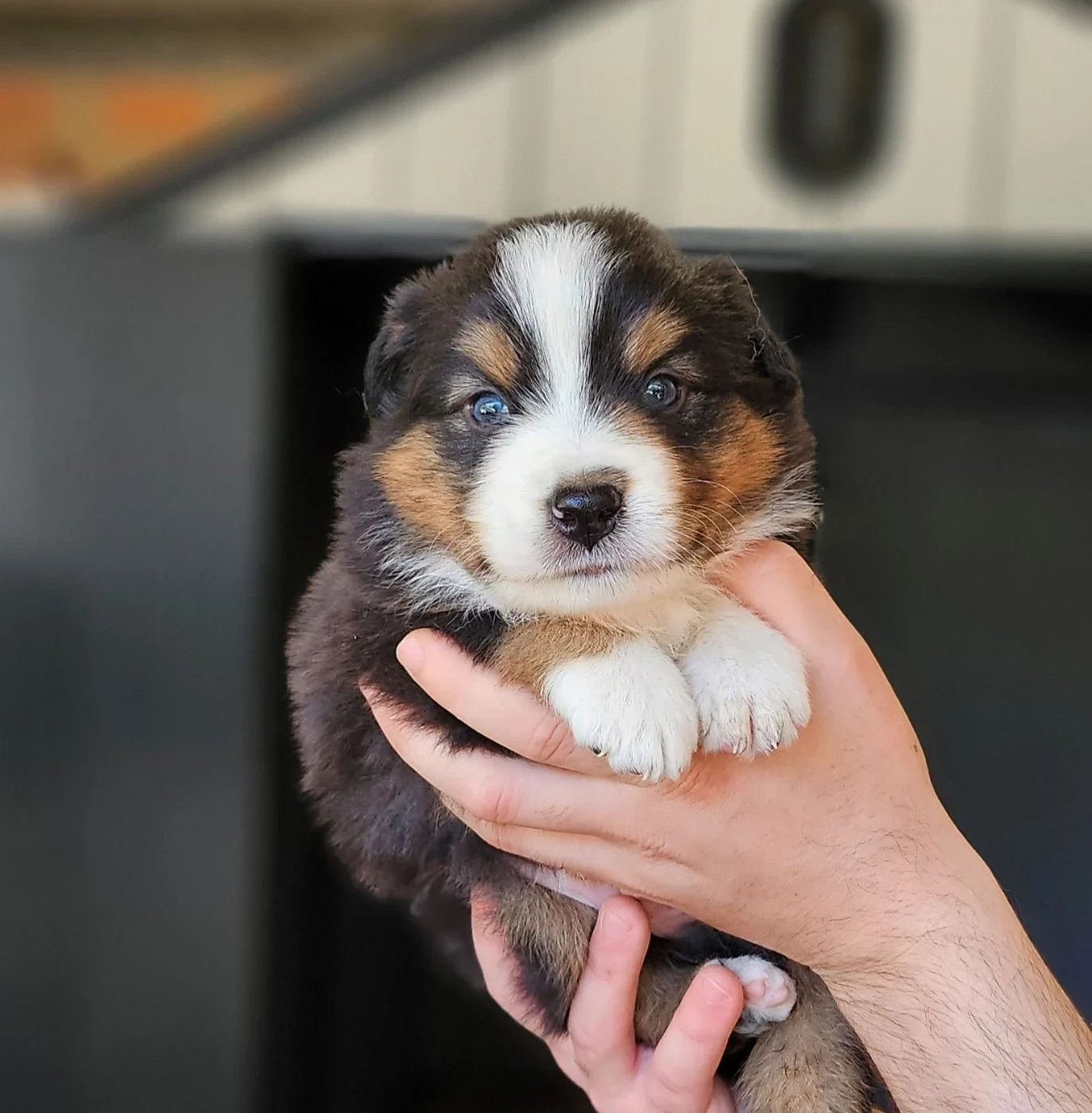 Des Petits Charlots - Chiots disponibles - Berger Américain Miniature 