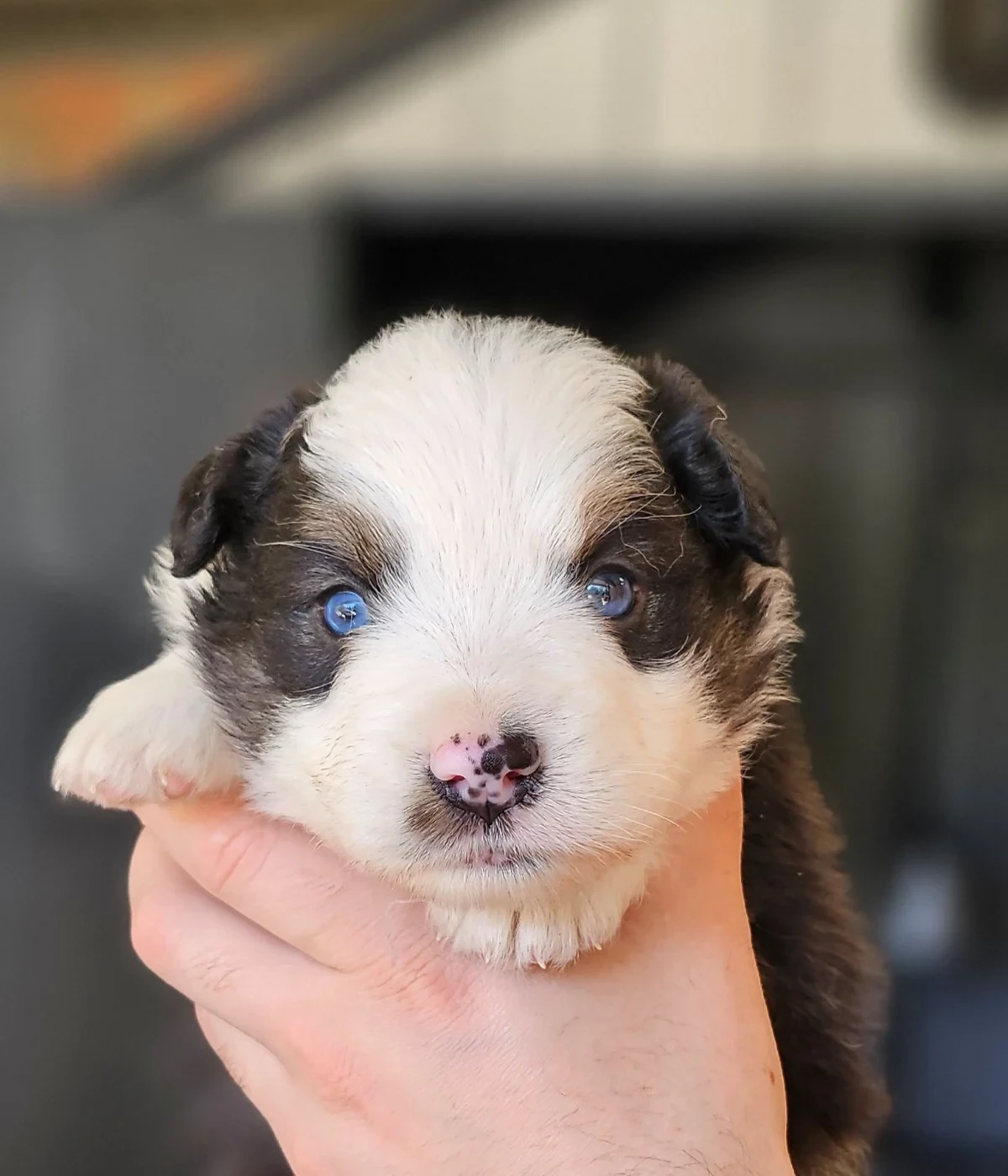 Des Petits Charlots - Chiots disponibles - Berger Américain Miniature 
