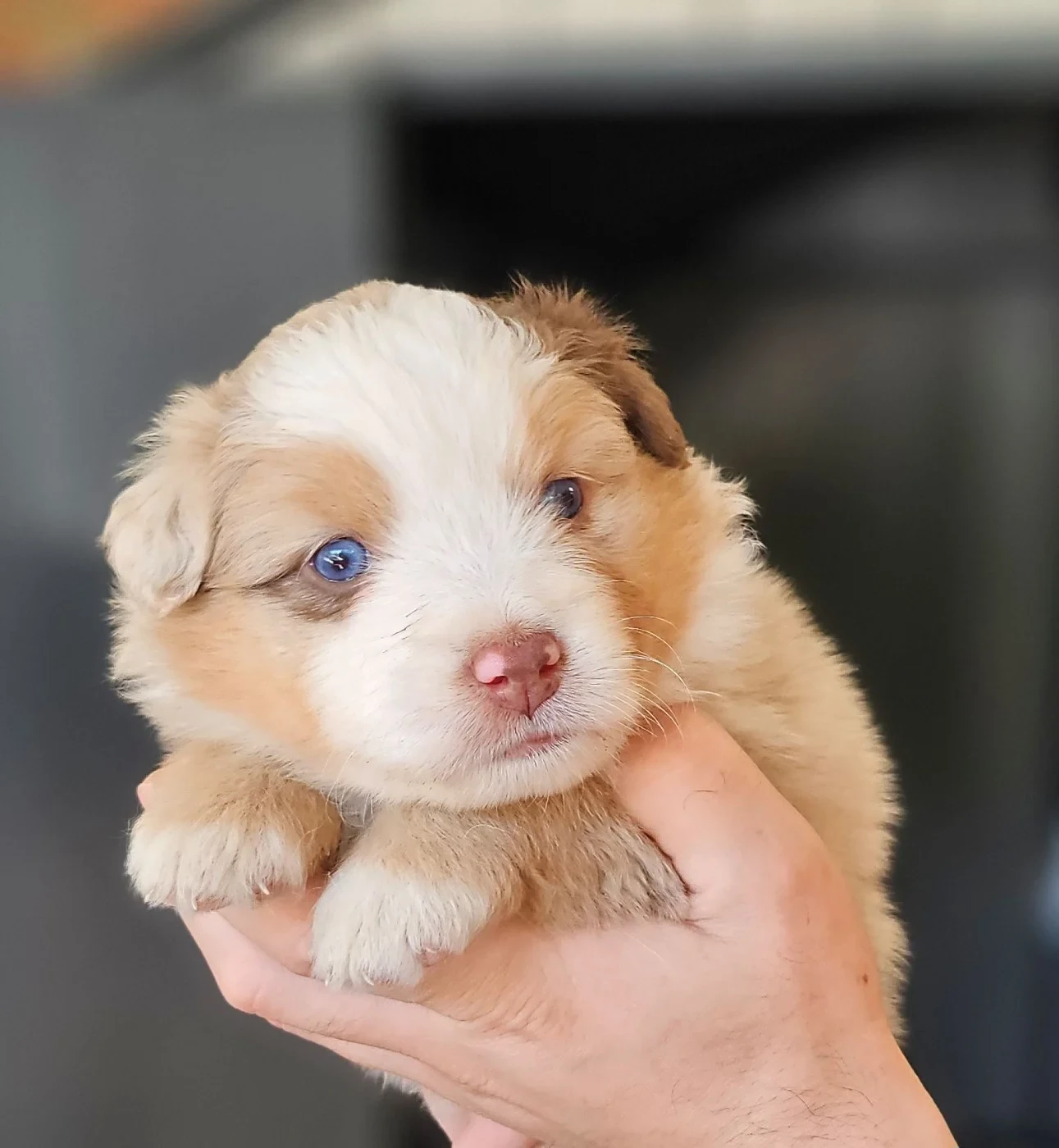 Des Petits Charlots - Chiots disponibles - Berger Américain Miniature 