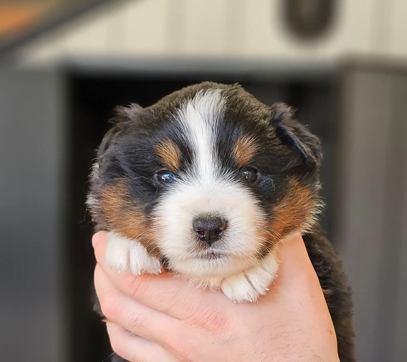 Des Petits Charlots - Chiots disponibles - Berger Américain Miniature 