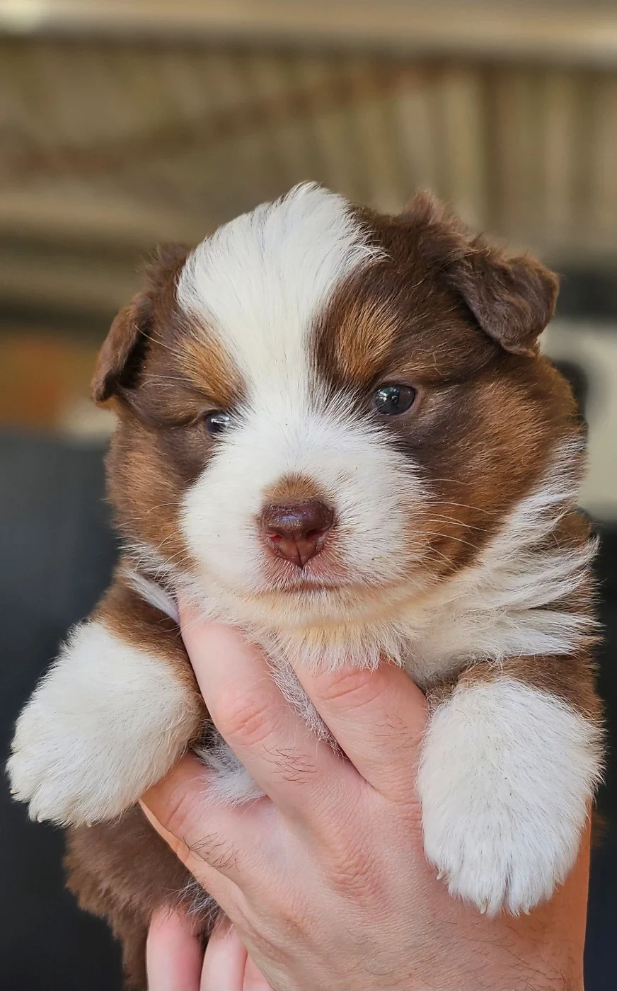 Des Petits Charlots - Chiots disponibles - Berger Américain Miniature 