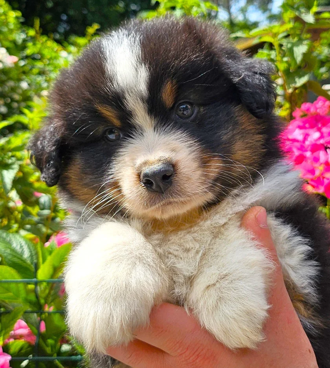 Des Petits Charlots - Chiots disponibles - Berger Américain Miniature 