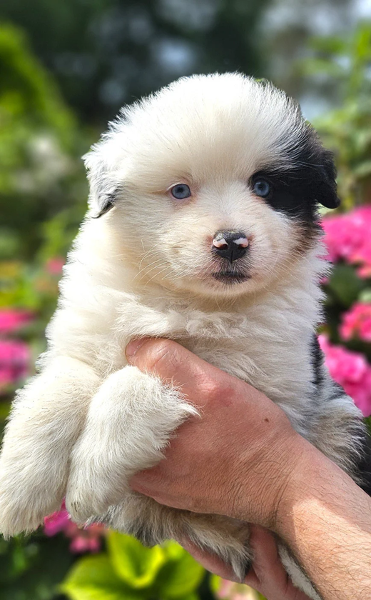Des Petits Charlots - Chiots disponibles - Berger Américain Miniature 