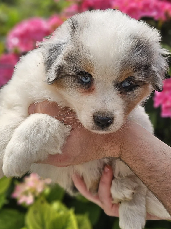 Des Petits Charlots - Chiots disponibles - Berger Américain Miniature 