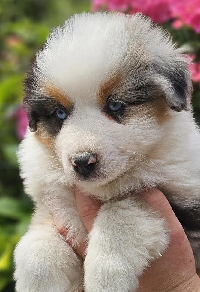 Des Petits Charlots - Chiots disponibles - Berger Américain Miniature 