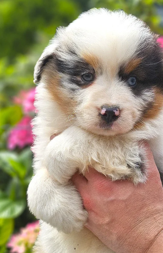 Des Petits Charlots - Chiots disponibles - Berger Américain Miniature 