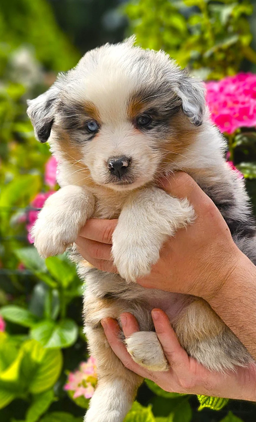 Des Petits Charlots - Chiots disponibles - Berger Américain Miniature 
