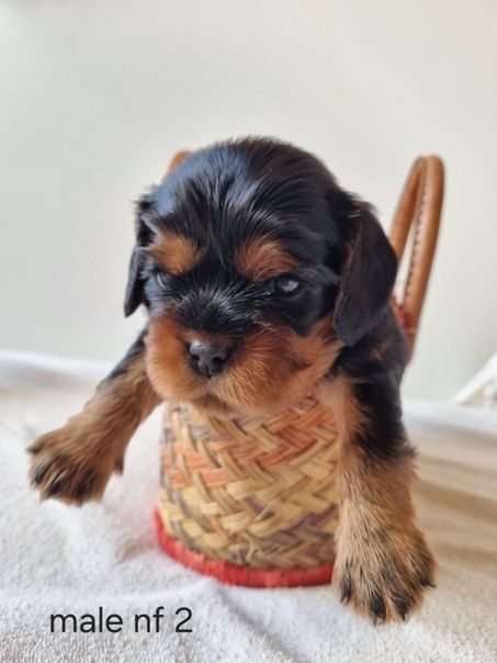 Des Petits Charlots - Chiots disponibles - Cavalier King Charles Spaniel