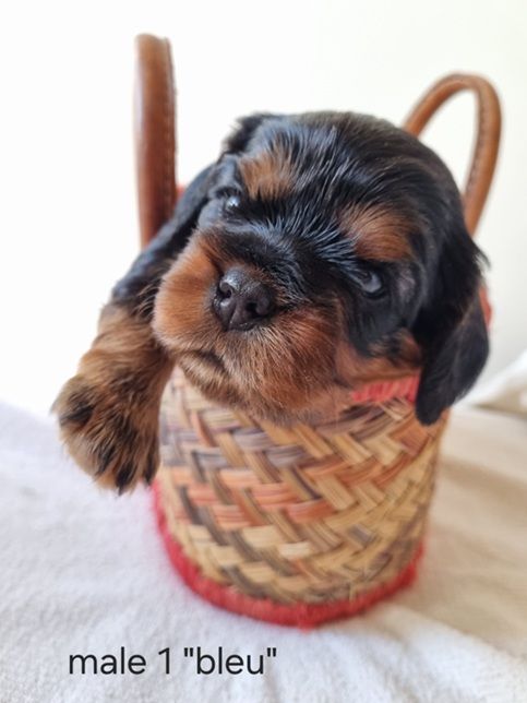 Des Petits Charlots - Chiots disponibles - Cavalier King Charles Spaniel
