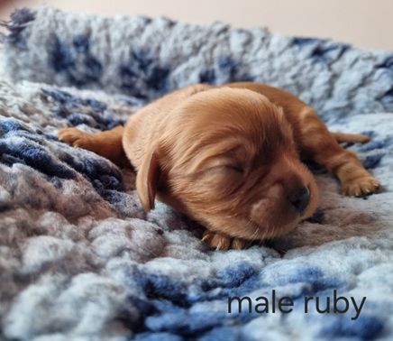 Des Petits Charlots - Chiots disponibles - Cavalier King Charles Spaniel