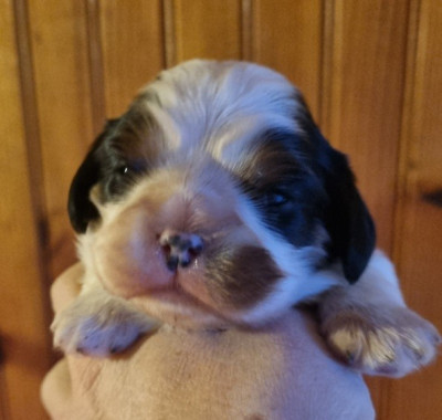 BETELGEUSE ALPHA ORIONIS MAJESTIS