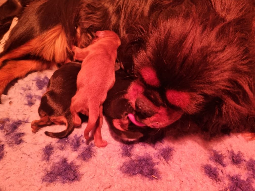 Chiot Cavalier King Charles Spaniel Des Petits Charlots