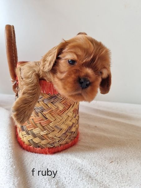 Des Petits Charlots - Chiots disponibles - Cavalier King Charles Spaniel