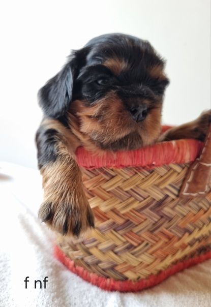 Des Petits Charlots - Chiots disponibles - Cavalier King Charles Spaniel
